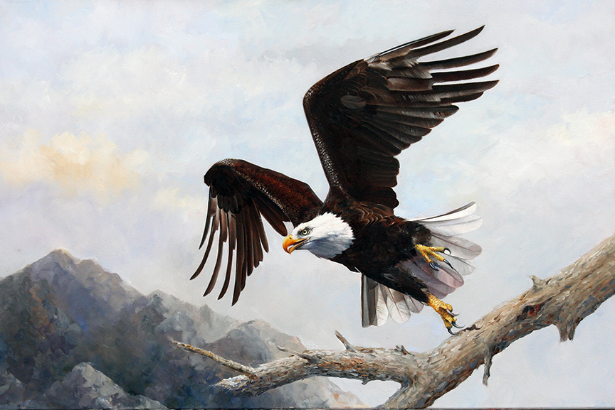 HM – Flying Bald Eagle © Hilary Mayes