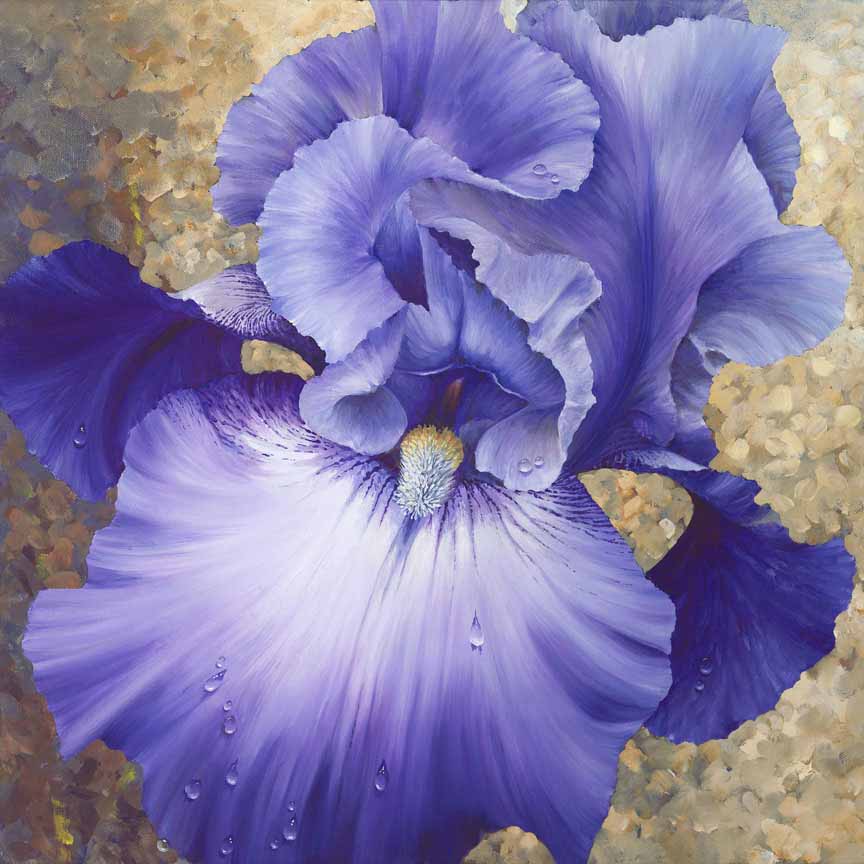 HM – Garden, Floral – Bluebeard © Hilary Mayes