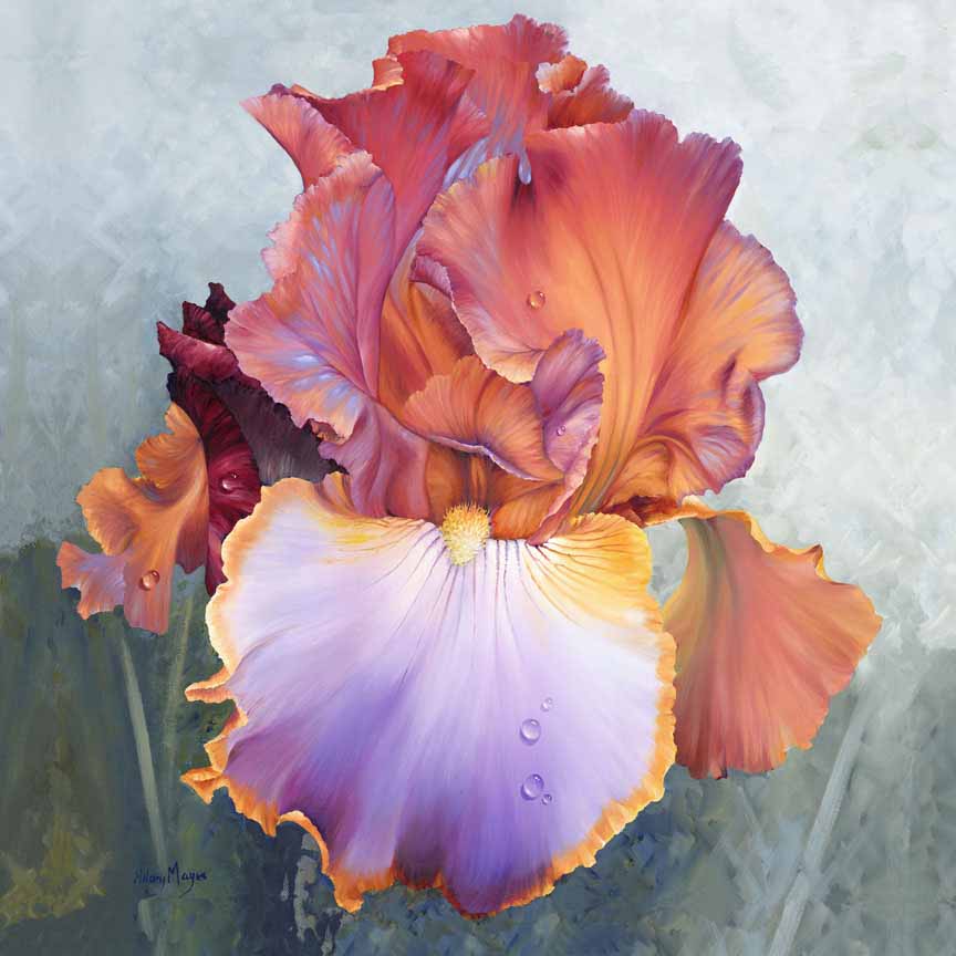 HM – Garden, Floral – Iris © Hilary Mayes