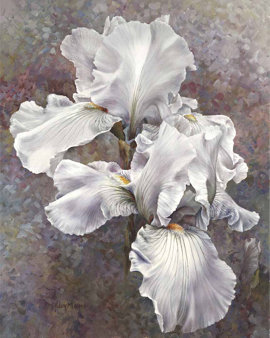 HM – Garden, Floral – White Double Iris © Hilary Mayes