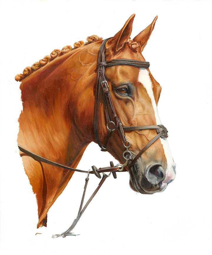 HM – Horse Portrait © Hilary Mayes
