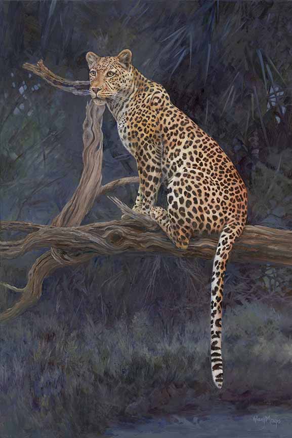 HM – Leopard Sitting on Branch © Hilary Mayes