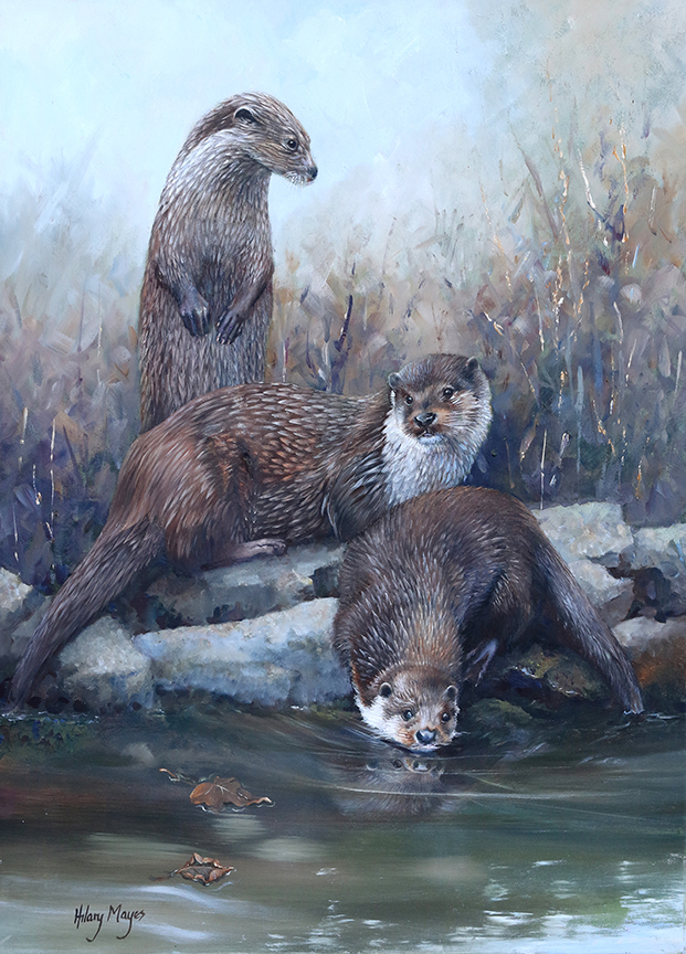 HM – Otters © Hilary Mayes