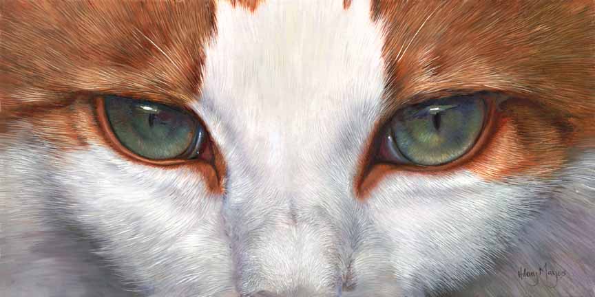 HM – Pets – Cat Eyes © Hilary Mayes