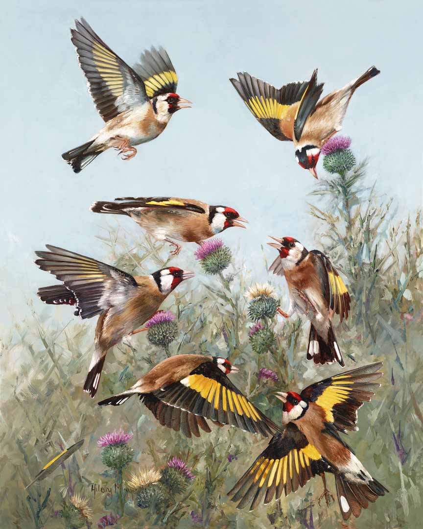 HM – Songbirds – European Goldfinches © Hilary Mayes