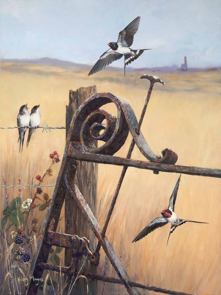 HM – Songbirds – Gateway to Summer – Swallow © Hilary Mayes