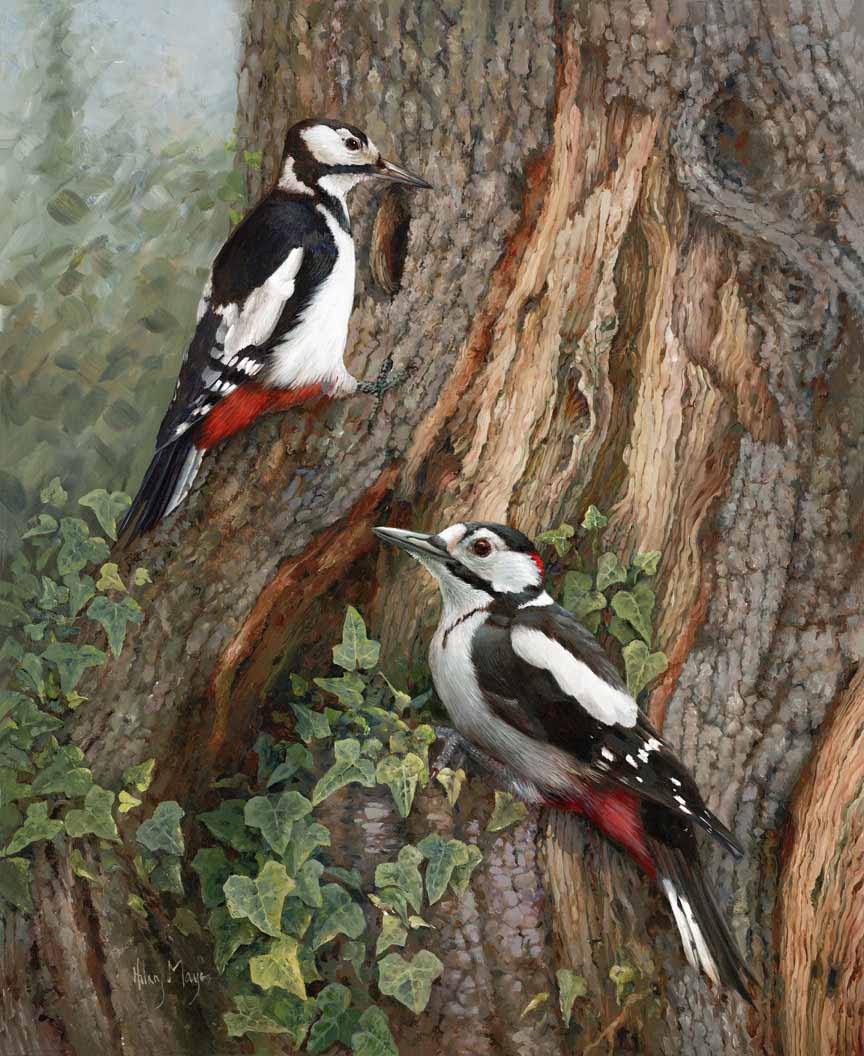 HM – Songbirds – Greater Spotted Woodpeckers © Hilary Mayes