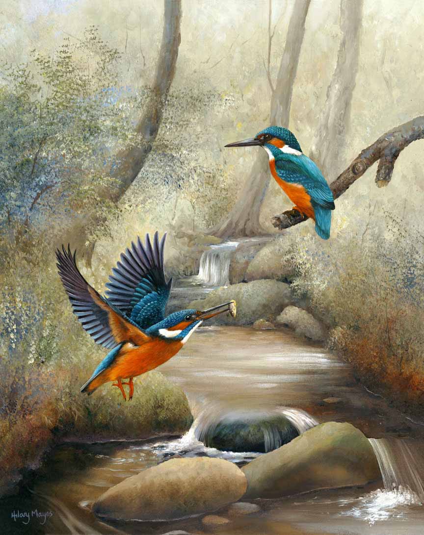 HM – Songbirds – Kingfishers © Hilary Mayes