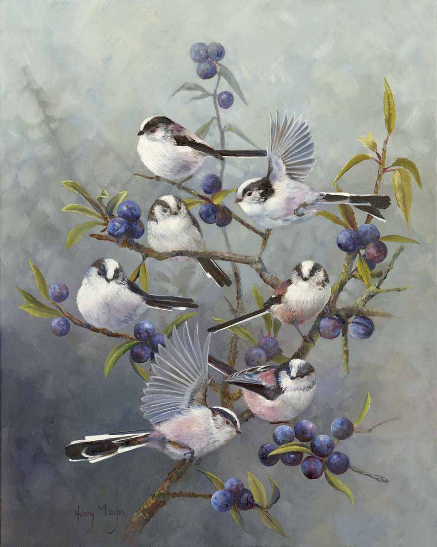 HM – Songbirds – Long Tailed Tits on Fruit Bush © Hilary Mayes