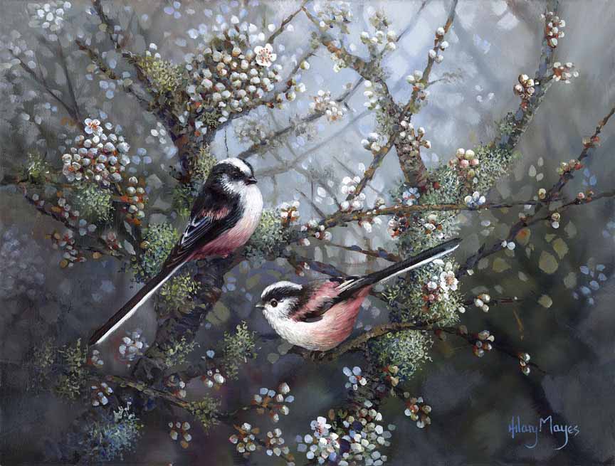 HM – Songbirds – Longtailed Tits © Hilary Mayes