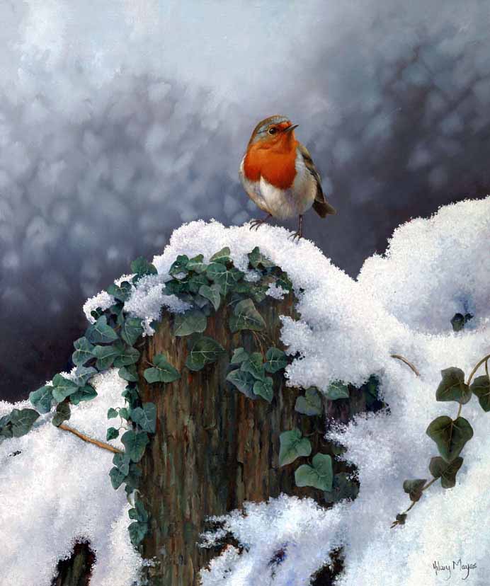 HM – Songbirds – Winter Robin © Hilary Mayes