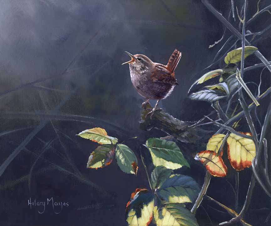 HM – Songbirds – Wren © Hilary Mayes