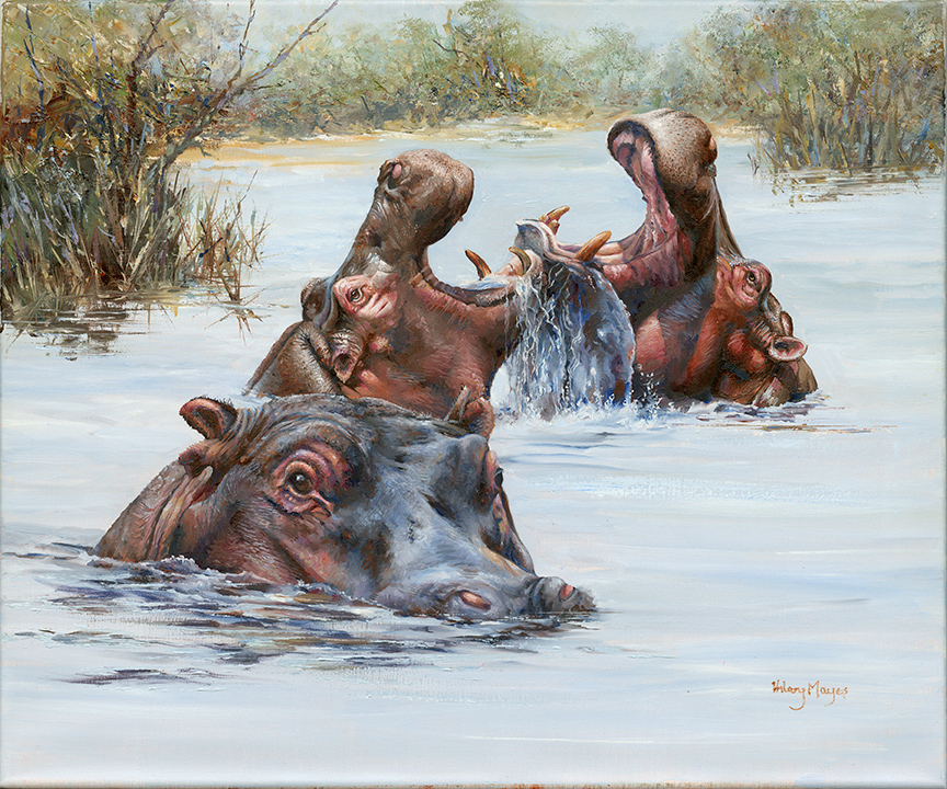 HM – Three Hippos Bathing © Hilary Mayes
