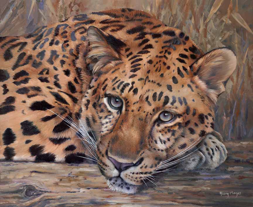 HM – Wildlife – Amur Leopard © Hilary Mayes