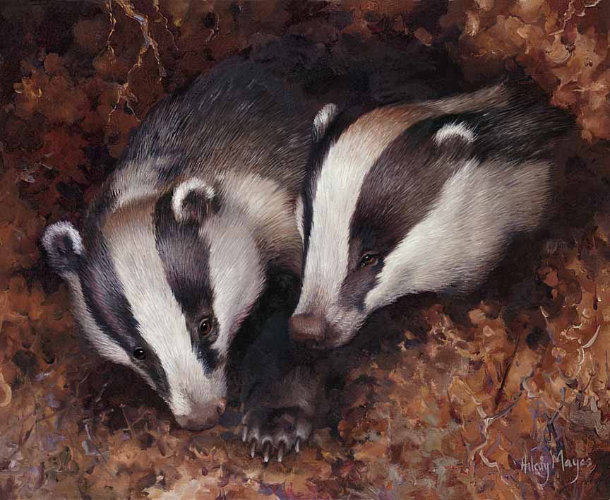 HM – Wildlife – Badgers at Home © Hilary Mayes