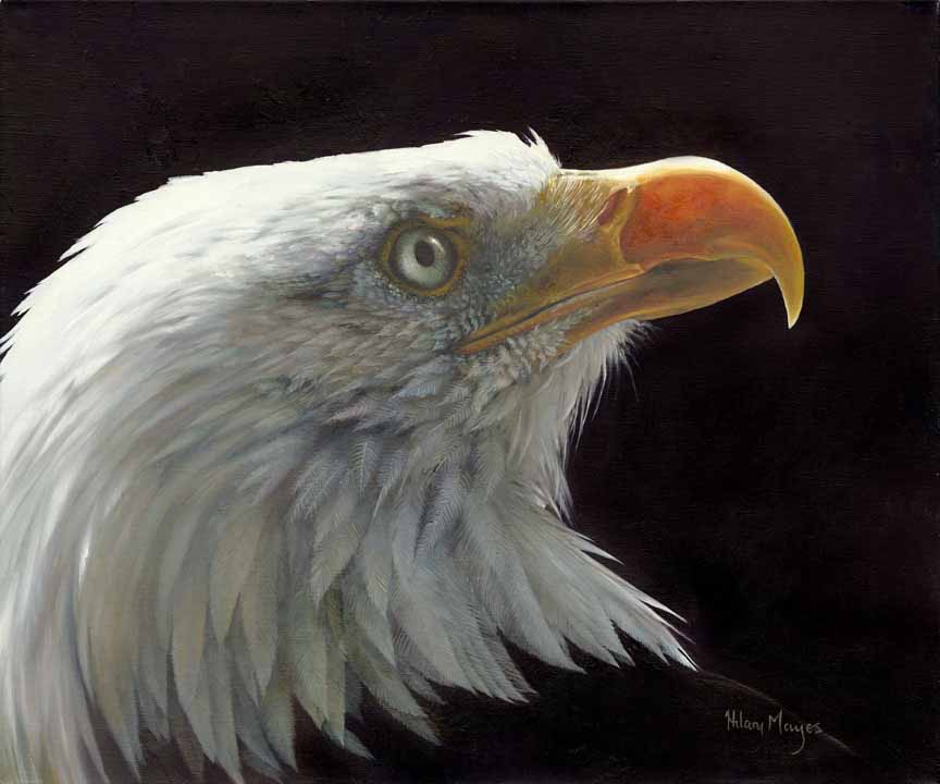 HM – Wildlife – Bald Eagle © Hilary Mayes