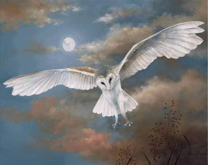 HM – Wildlife – Barn Owl in Flight © Hilary Mayes
