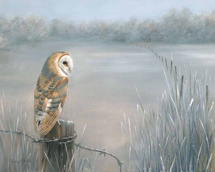HM – Wildlife – Barn Owl in Winter © Hilary Mayes