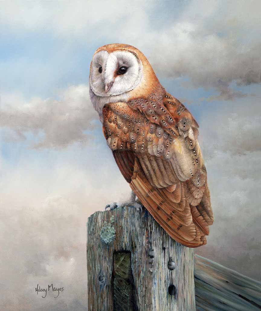 HM – Wildlife – Barn Owl on a Post © Hilary Mayes
