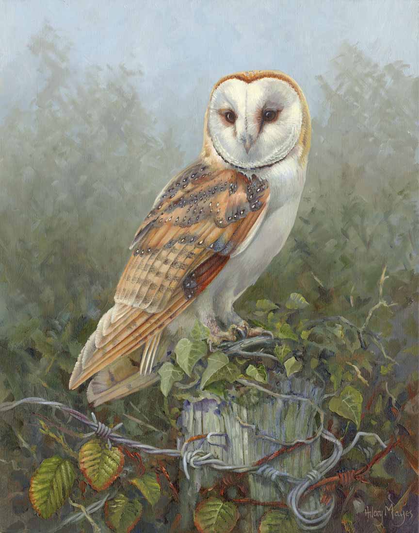 HM – Wildlife – Barn Owl © Hilary Mayes