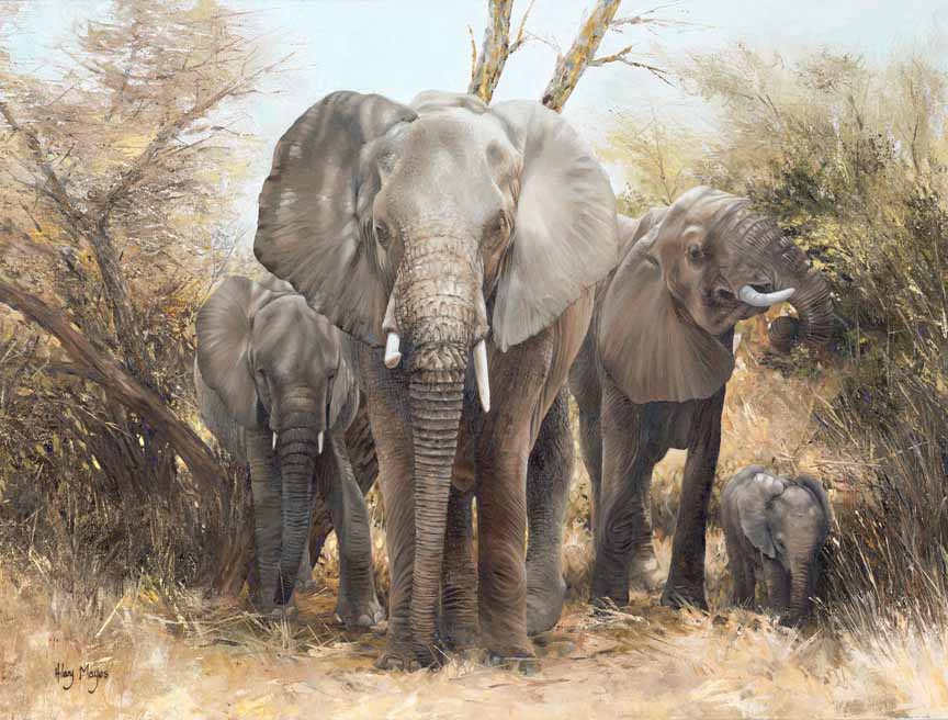 HM – Wildlife – Elephants © Hilary Mayes