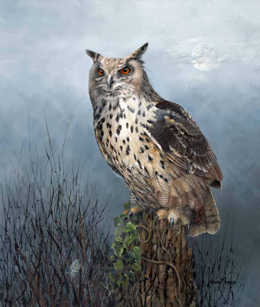HM – Wildlife – European Eagle Owl © Hilary Mayes