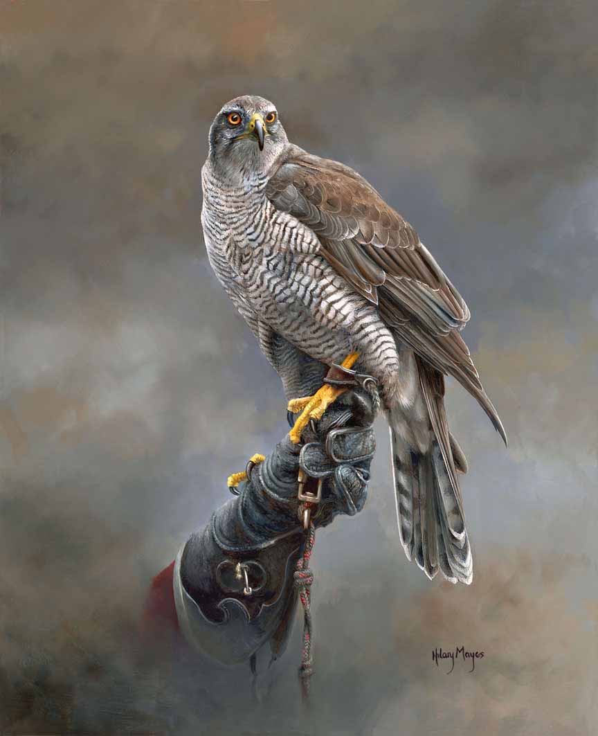 HM – Wildlife – Falconer’s Goshawk © Hilary Mayes