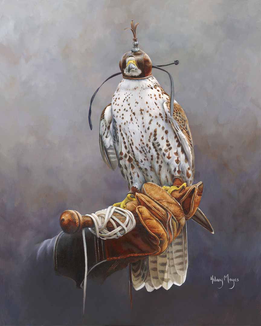 HM – Wildlife – Falconer’s Saker Falcon © Hilary Mayes