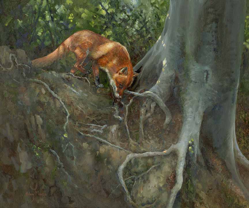 HM – Wildlife – Fox up Tree © Hilary Mayes