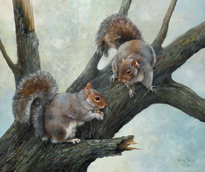 HM – Wildlife – Grey Squirrels © Hilary Mayes