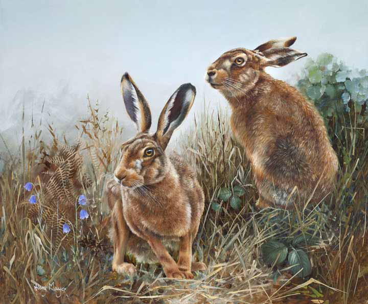 HM – Wildlife – Hares © Hilary Mayes