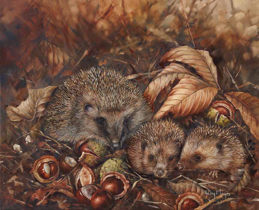HM – Wildlife – Hedgehogs © Hilary Mayes