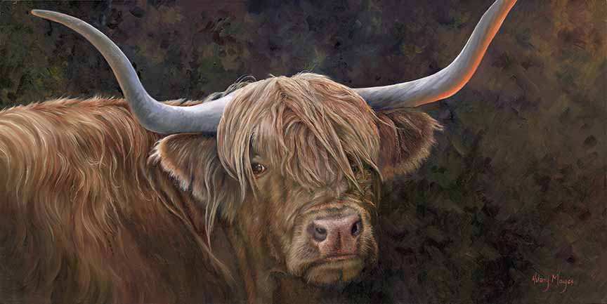 HM – Wildlife – Highland Cow © Hilary Mayes