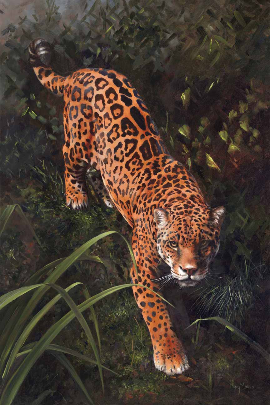 HM – Wildlife – Jaguar © Hilary Mayes