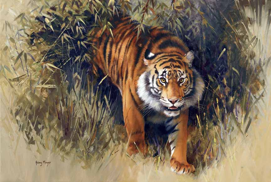 HM – Wildlife – Jungle Tiger © Hilary Mayes
