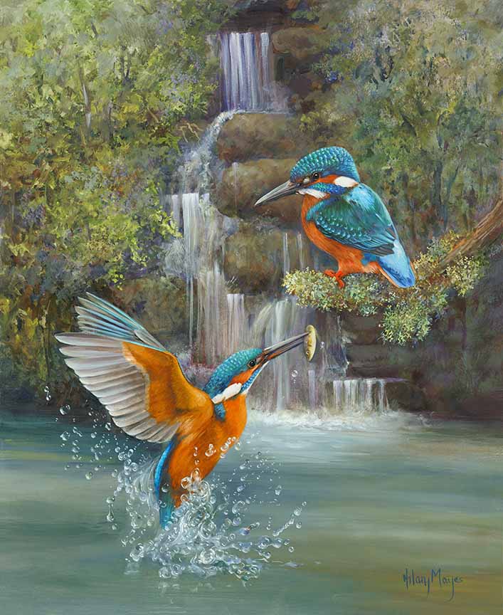 HM – Wildlife – Kingfishers © Hilary Mayes