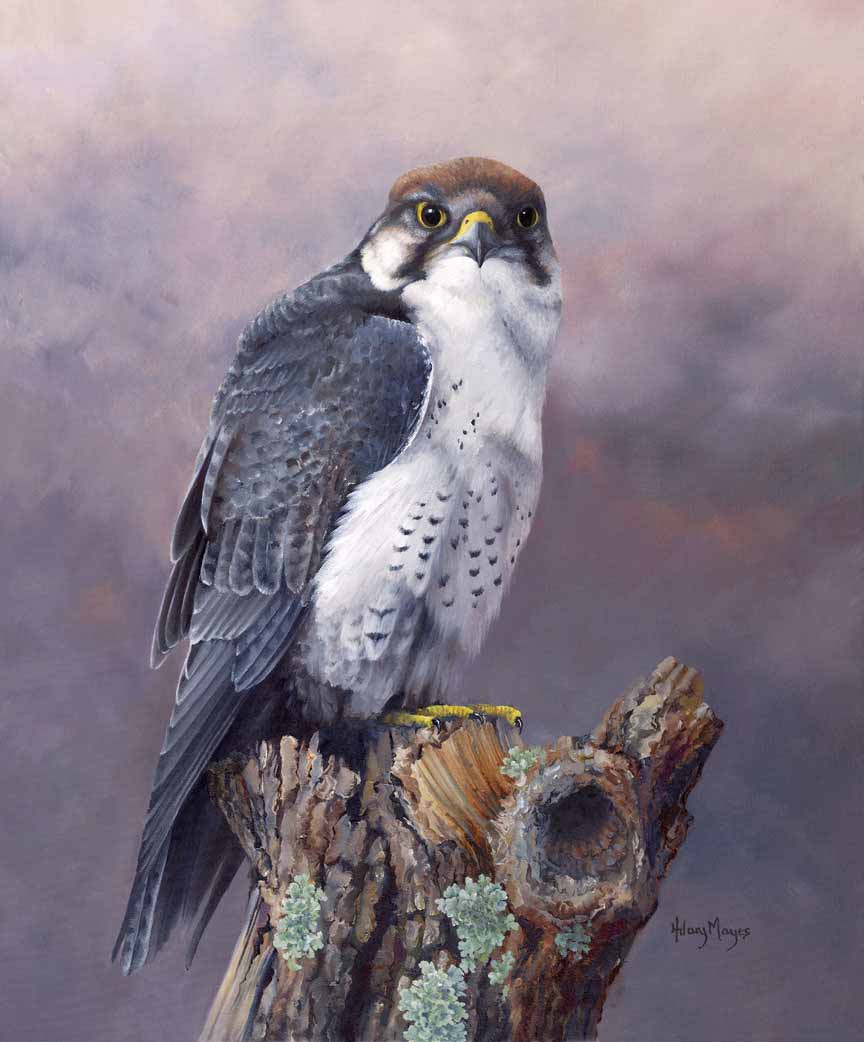HM – Wildlife – Lanner Falcon © Hilary Mayes