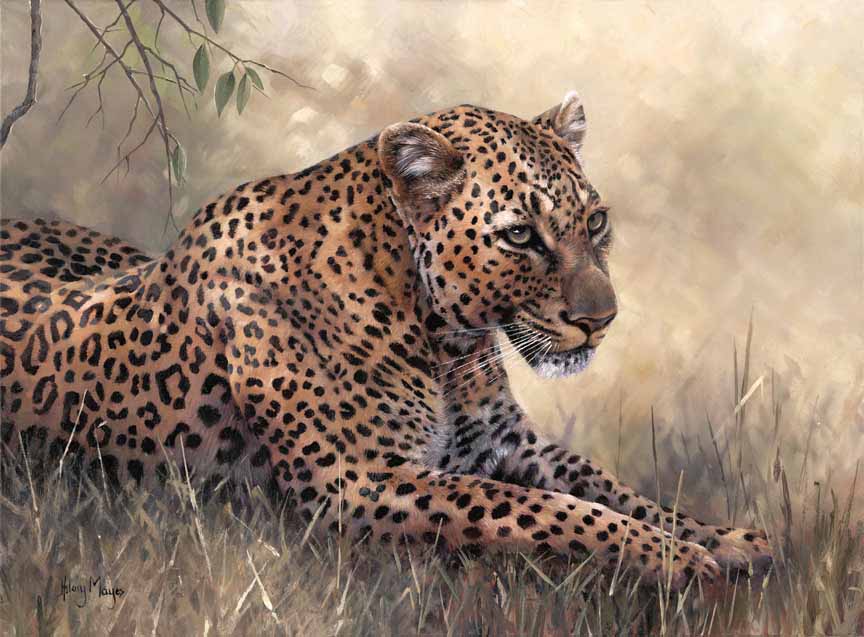 HM – Wildlife – Leopard in Kenya © Hilary Mayes