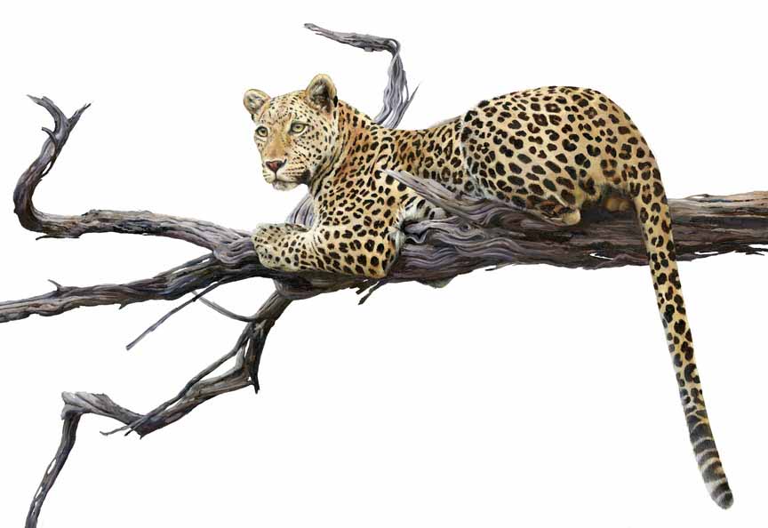 HM – Wildlife – Leopard on Branch © Hilary Mayes