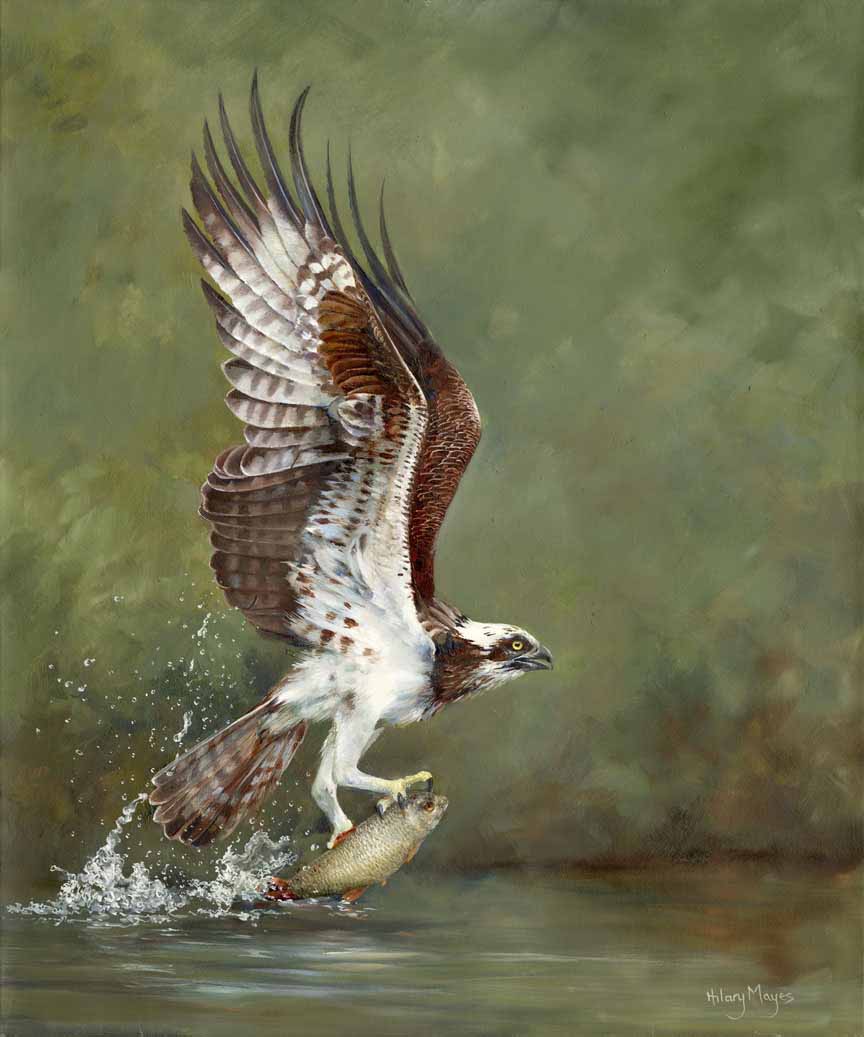 HM – Wildlife – Osprey © Hilary Mayes