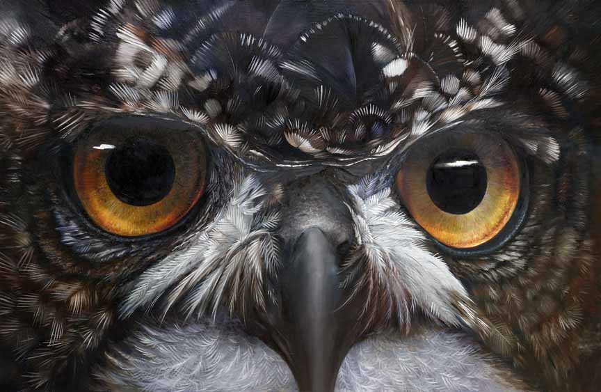HM – Wildlife – Owl Eyes – African Eagle Owl © Hilary Mayes