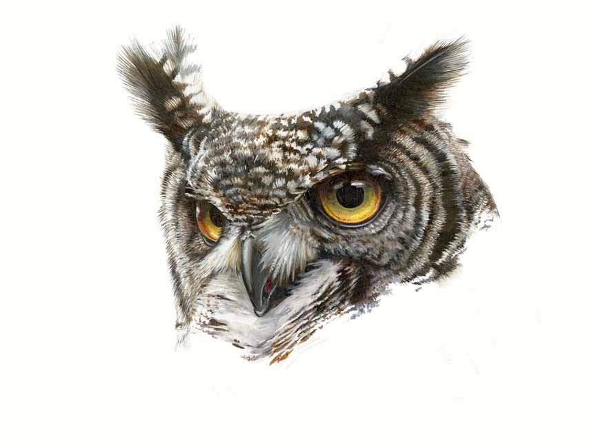 HM – Wildlife – Owl on White © Hilary Mayes