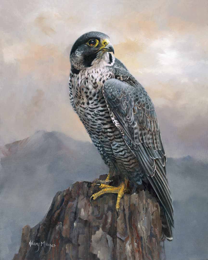 HM – Wildlife – Peregrine Falcon © Hilary Mayes