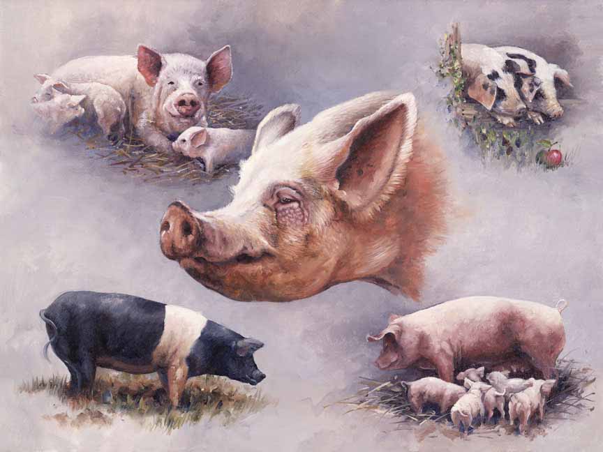 HM – Wildlife – Pigs © Hilary Mayes