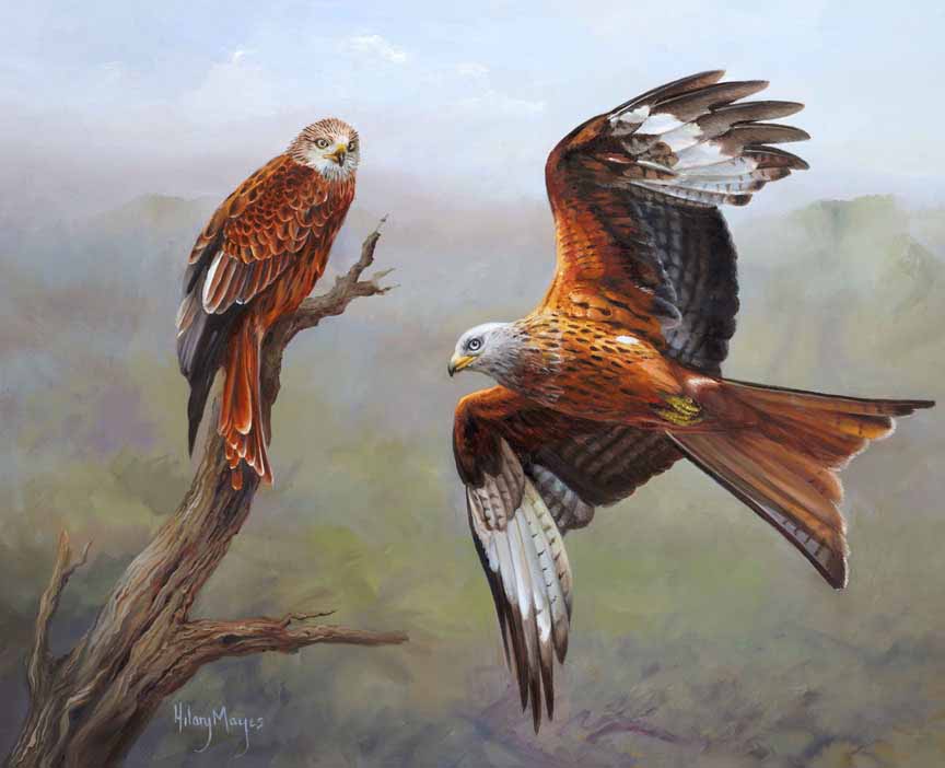 HM – Wildlife – Red Kites © Hilary Mayes