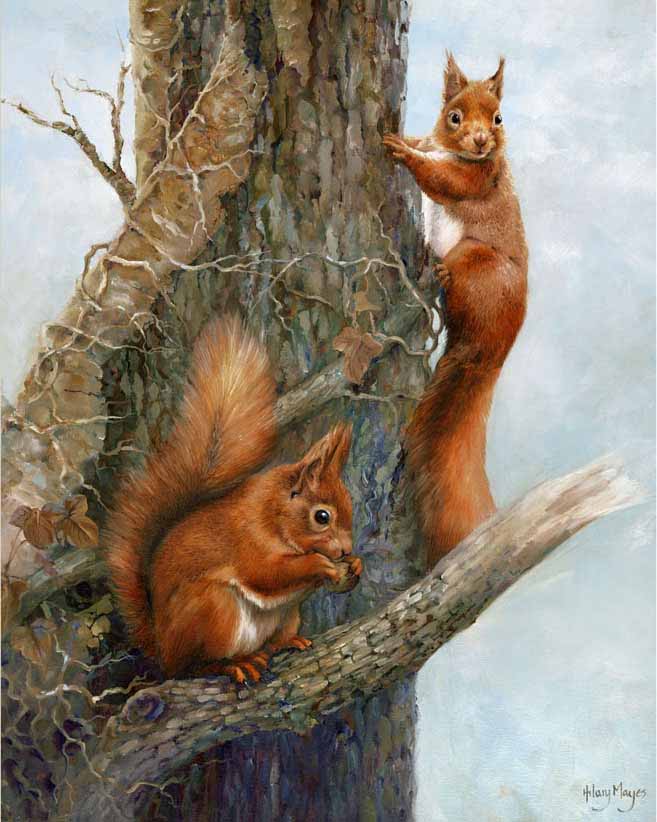 HM – Wildlife – Red Squirrels © Hilary Mayes