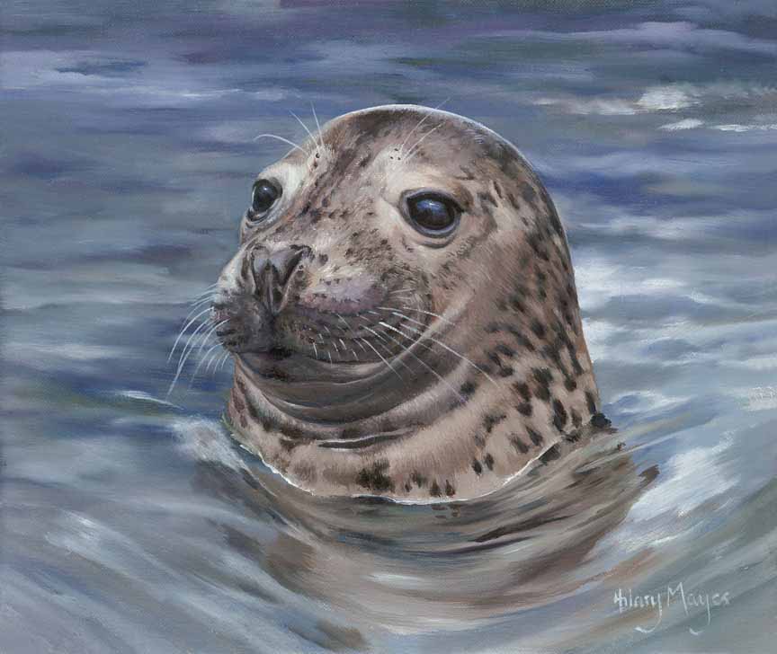 HM – Wildlife – Seal Portrait © Hilary Mayes