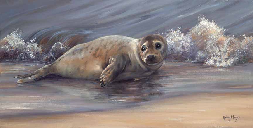 HM – Wildlife – Seal © Hilary Mayes