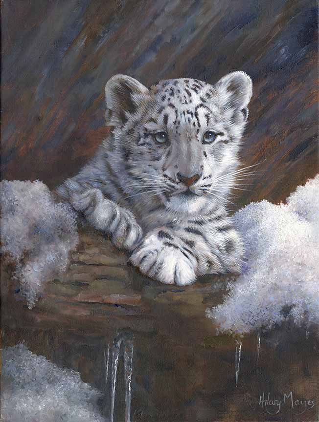 HM – Wildlife – Snow Leopard Cub © Hilary Mayes
