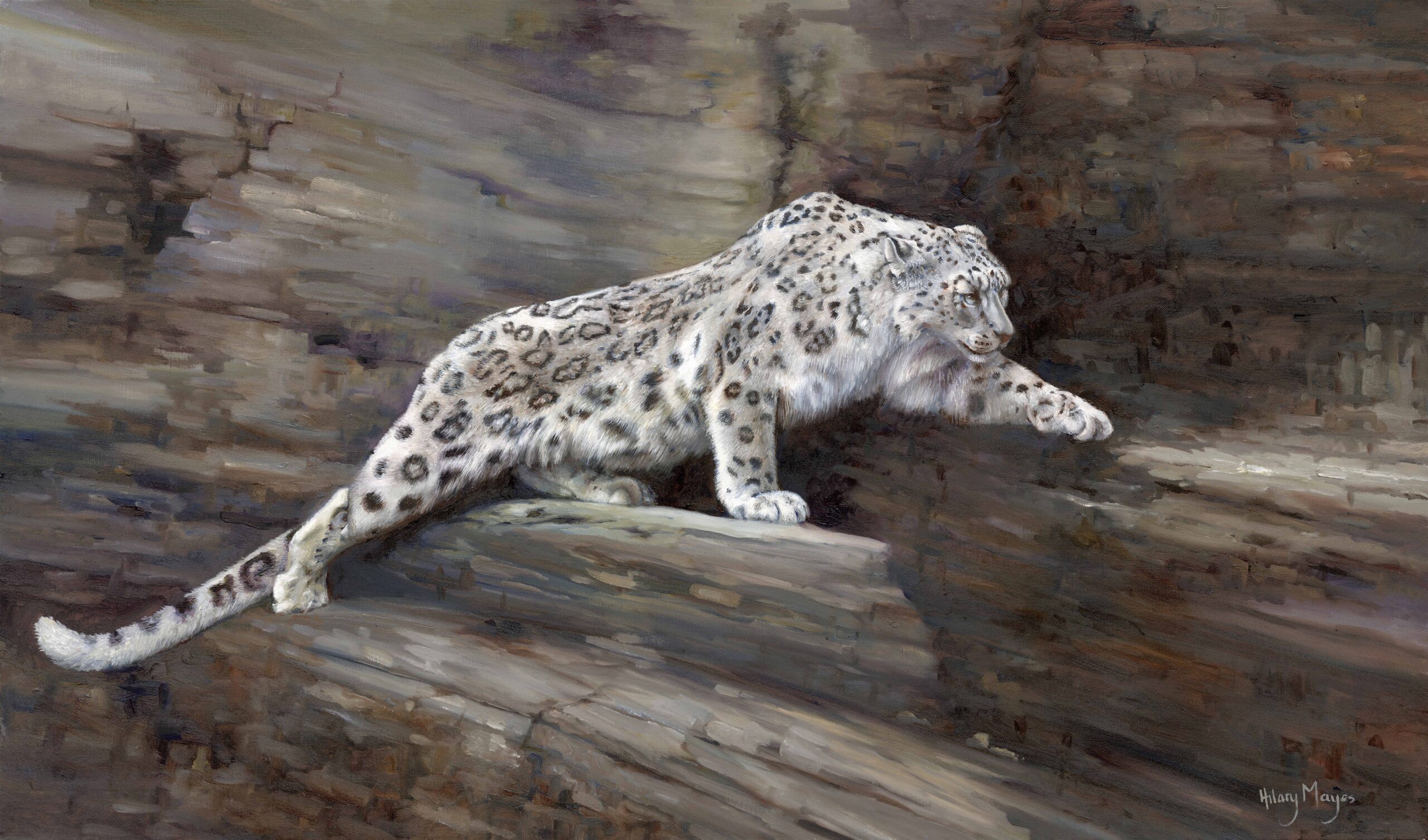 HM – Wildlife – Snow Leopard on Rockface © Hilary Mayes